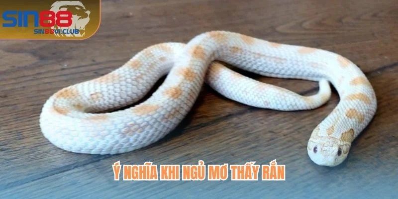 Ý nghĩa khi ngủ mơ thấy rắn